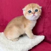 اسکاتیش های فولد گلد|گربه|شیراز, فرهنگ شهر|دیوار