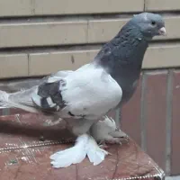 کبوتر * کفتر*|پرنده|تهران, دژکام|دیوار