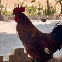 خروس دورگه گلین