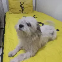 سگ مالتیز  با وسایل