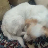 سگ گمشده|حیوانات|اراک, |دیوار