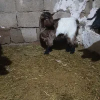 بزغاله|حیوانات مزرعه|ایجرود, |دیوار