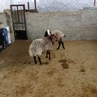 میش بره شیشک بز گوسفند