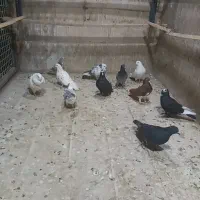 کبوتر ناجلد