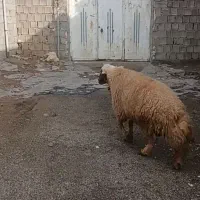 قوچ سنجابی عطیقه|حیوانات مزرعه|ماهیدشت, |دیوار