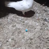 کفترسید دانه ۲۰۰|پرنده|مشهد, علی آباد|دیوار