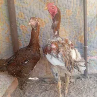 جوجه خروس لاری