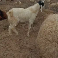 بز نر|حیوانات مزرعه|شوشتر, |دیوار