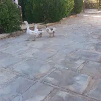 فروش سه عدد غازمحلی نرو ماده|پرنده|طسوج, |دیوار