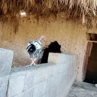 خروس لاری|حیوانات مزرعه|سراوان, |دیوار