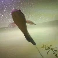 ماهی چانا سر ماری|ماهی|مشهد, ابوذر|دیوار