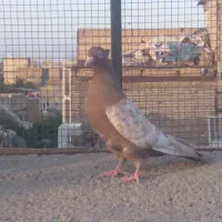 ابلغ سینه  معاوضه با فنچ ...