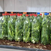 فروش خیارشور خانگی با خیارمحلی ترد و خوشمزه