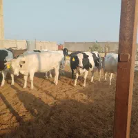 گاو ،گوساله،تلیسه|حیوانات مزرعه|شیراز, شاپورجان|دیوار