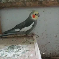 عروس هلندی سخنگو