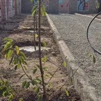 باغچه و باغ / چسب دیوارترانس برق ۱۰۰ متری بافت|فروش زمین و ملک کلنگی|شهریار, شهریار|دیوار