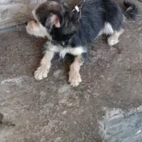 سگ پاکوتاه ماده