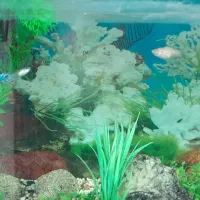 آکواریوم شیشه خم با کلی ماهی دوتا لج خوار|ماهی|شاهرود, |دیوار