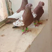 سینع سرخ پرنده