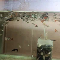 ماهی گوپی بصورت یکجا|ماهی|کرمانشاه, |دیوار