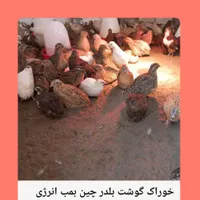 فروش بلدرچین ارگانیک|حیوانات مزرعه|آستانه اشرفیه, |دیوار