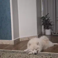 سگ گمشده|سگ|تهران, شارق|دیوار