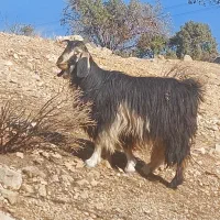 ۱۵ راس بز داشتی|حیوانات مزرعه|ارژن, |دیوار