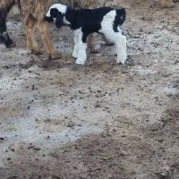 میش بره دار|حیوانات مزرعه|درودزن, |دیوار