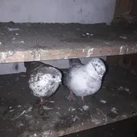 کبوتر|پرنده|رودسر, |دیوار