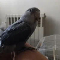 طوطی|پرنده|شیراز, تاچارا|دیوار