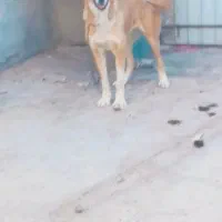 معاوضه با کفتر هم دارم