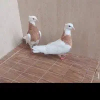 دوعدد کفتر ماده طوقی لیمویی