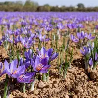 خرید و فروش گل و پیاز زعفران مرغوب|گل و گیاه طبیعی|ملایر, |دیوار