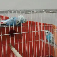 مرغ عشق پروانه ای