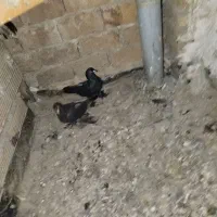 کفتر|پرنده|تبریز, |دیوار