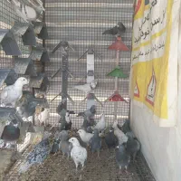 پلاکی نر و ماده|پرنده|شیراز, شاه قلی بیگی|دیوار