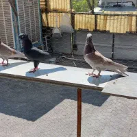 کبوتر|پرنده|تهران, جوادیه|دیوار