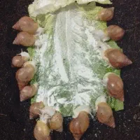 حلزون آلبینو|خزنده|بندرعباس, |دیوار