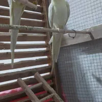 عروس هلندی و کوتوله کله نارنجی