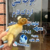فروشگاه اردک فارم انواع جوجه گلپایگان اردک پکنی