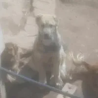 توله الابای کنگال