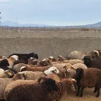 عرضه زنده انواع نژاد در تهران
