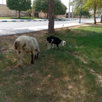 میش بابره تخمی