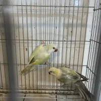 راهب نر و ماده داخلی