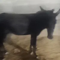 فروش سه تا خر دوتا ماده ویکی نر|حیوانات مزرعه|اردکان, |دیوار