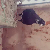 سیاه پلنگ|پرنده|بافق, |دیوار