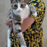 لئو بچه گربه مهربون و بازیگوش|گربه|رشت, منظریه|دیوار