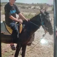 کره اسب عربی دوساله مشکی نر و رنگ هنایی یکساله