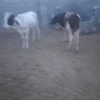 فروش۱۴راسگوسالهنر