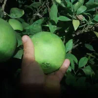 فروش پرتقال تامسون